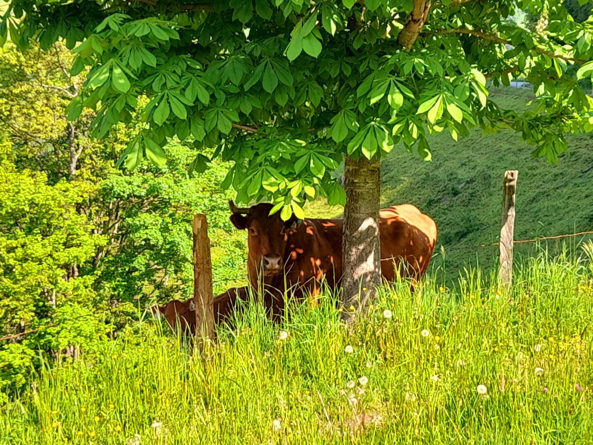 Hallmoosgut Sankt Johann im Pongau Extérieur photo
